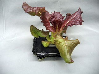 Illustration for article titled NASA Is Planting A Veggie Garden In Space